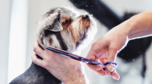 Grooming